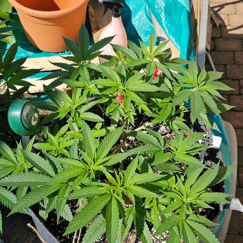 Runtz Gum growlog timeline photo