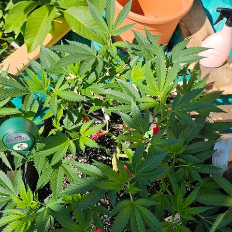 Amnesia Haze growlog timeline photo