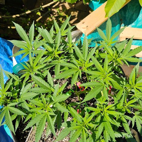 Super Orange Glue growlog timeline photo