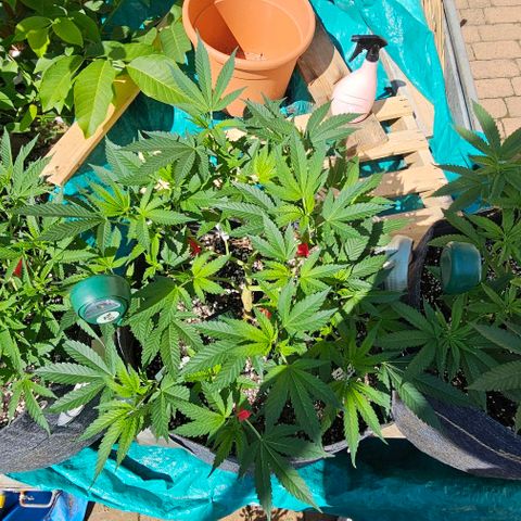 Amnesia Haze growlog timeline photo