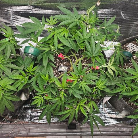 Amnesia Haze growlog timeline photo