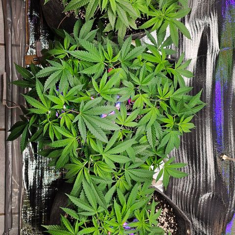 Amnesia Haze growlog photo: Abends, nach einem langen Tag Sonne Outdoor.