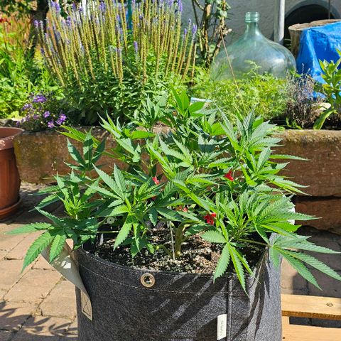 Amnesia Haze growlog photo: Outdoor