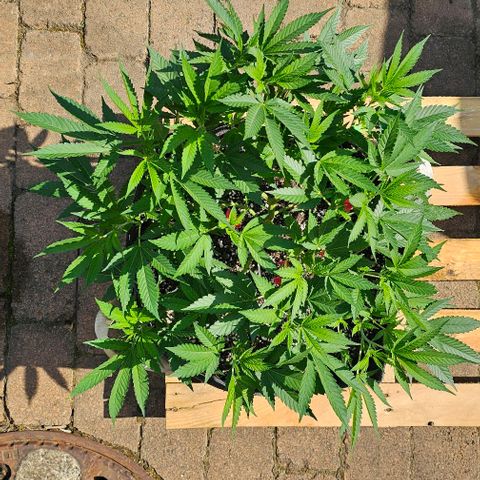 Amnesia Haze growlog photo: Outdoor