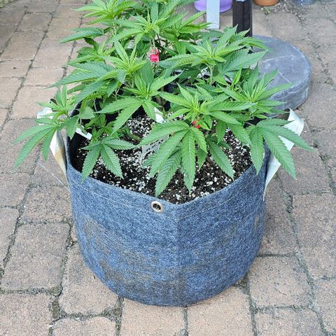 Super Orange Glue growlog photo: Outdoor 
