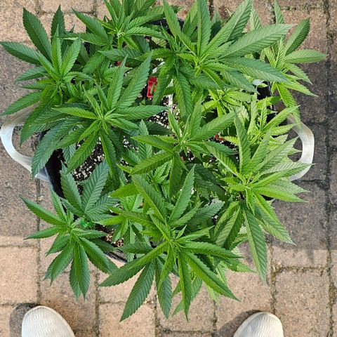 Super Orange Glue growlog photo: Outdoor 