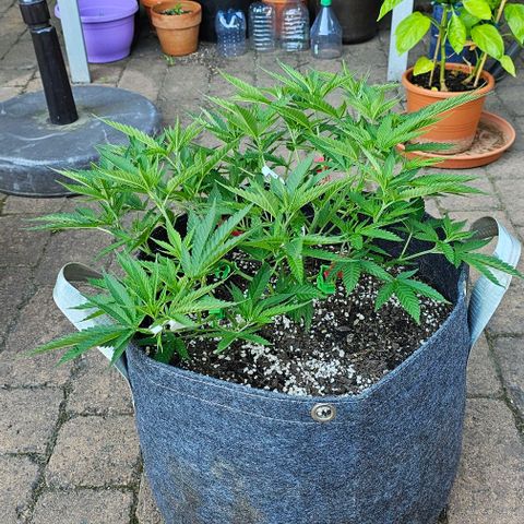 Runtz Gum growlog photo: Outdoor 