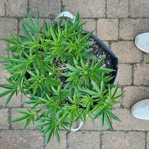 Runtz Gum growlog photo: Outdoor 