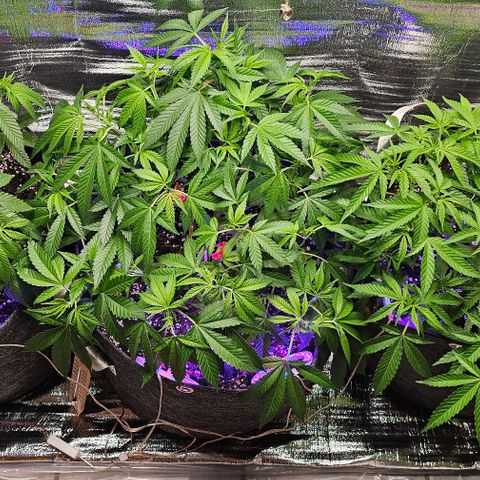 Amnesia Haze growlog photo: Abends, nach voller Sonne Outdoor, danach eine Stunde Schatten,- dann Neemöl-Behandlung. Hängen bisschen durch.