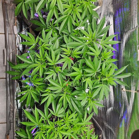 Amnesia Haze growlog photo: Ganzer Tag pure Sonne / Outdoor