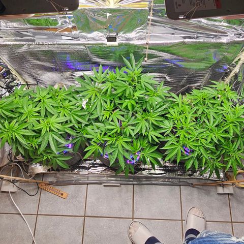 Amnesia Haze growlog photo: Ganzer Tag pure Sonne / Outdoor