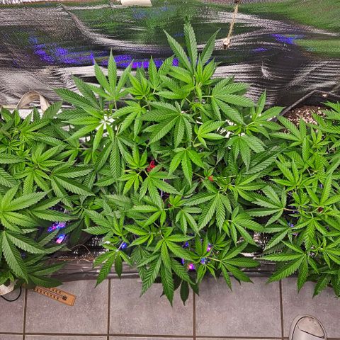 Amnesia Haze growlog photo: Ganzer Tag pure Sonne / Outdoor