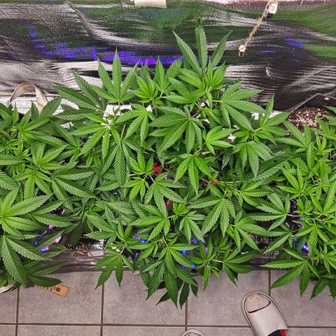 Amnesia Haze growlog photo: Ganzer Tag pure Sonne / Outdoor
