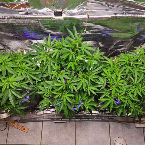 Amnesia Haze growlog photo: Ganzer Tag pure Sonne / Outdoor