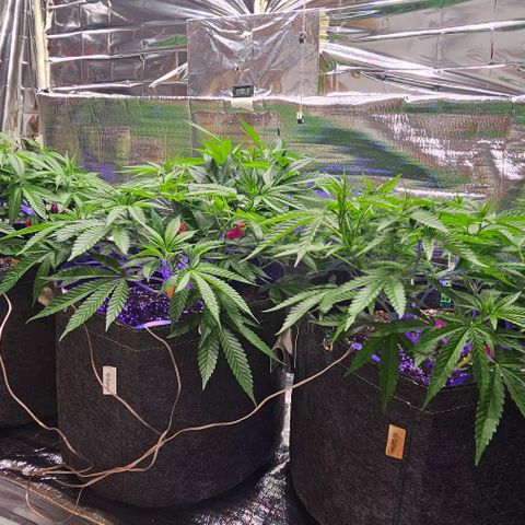 Amnesia Haze growlog photo: Ganzer Tag pure Sonne / Outdoor