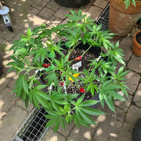 Amnesia Haze growlog timeline photo