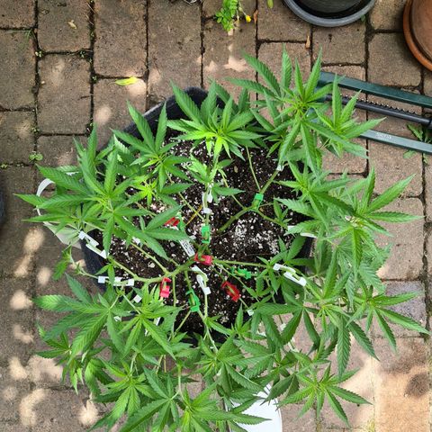 Amnesia Haze growlog timeline photo