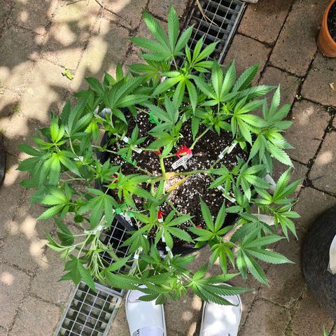 Amnesia Haze growlog timeline photo