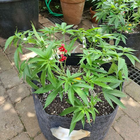Amnesia Haze growlog timeline photo