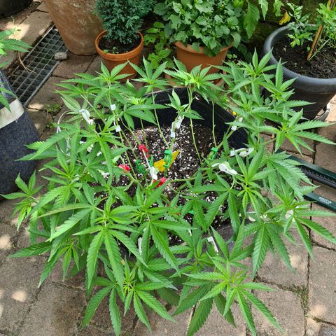 Amnesia Haze growlog timeline photo