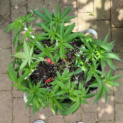 Amnesia Haze growlog timeline photo