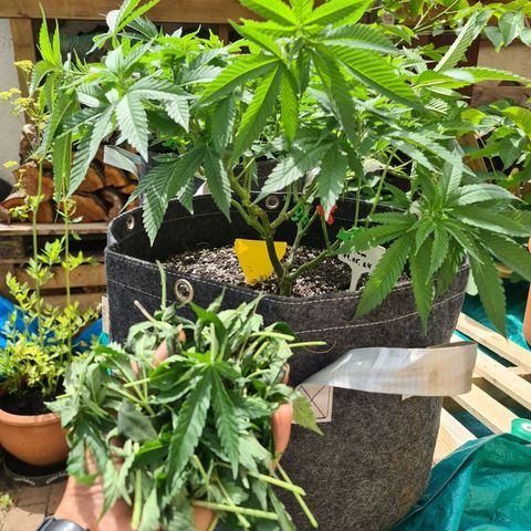 Amnesia Haze growlog timeline photo