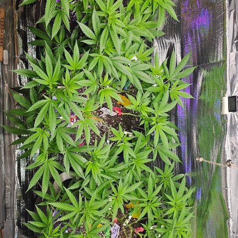 Amnesia Haze growlog timeline photo