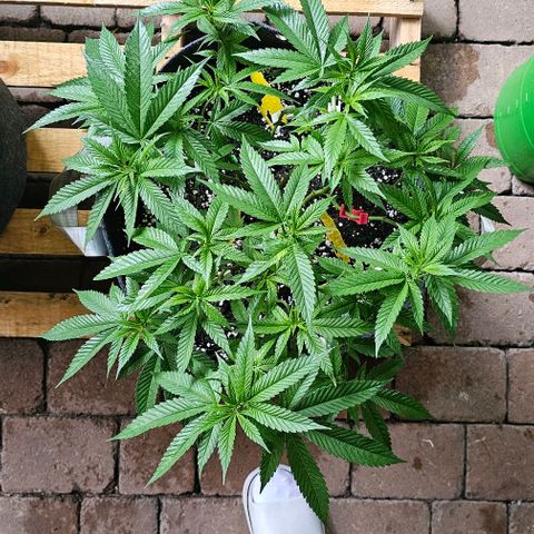 Runtz Gum growlog timeline photo