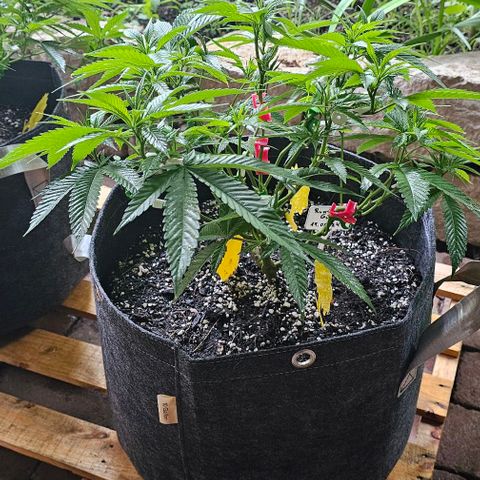 Runtz Gum growlog timeline photo