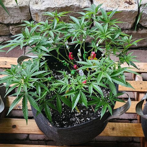 Super Orange Glue growlog timeline photo