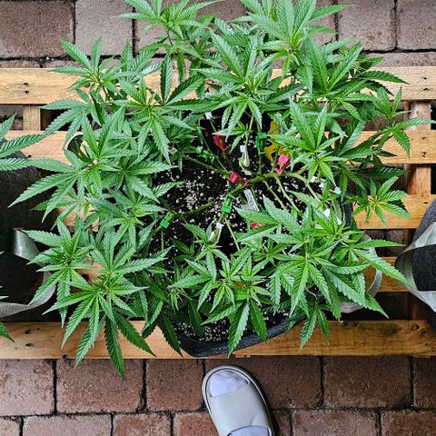 Super Orange Glue growlog timeline photo
