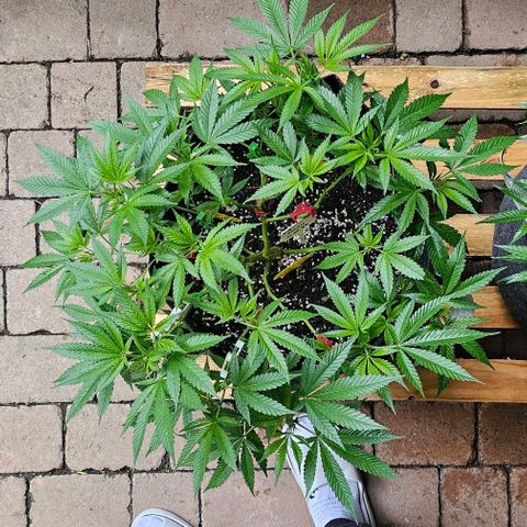 Amnesia Haze growlog timeline photo
