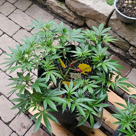Amnesia Haze growlog timeline photo