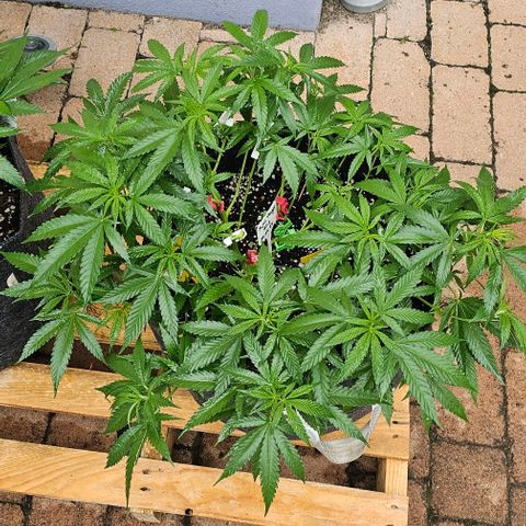 Super Orange Glue growlog timeline photo