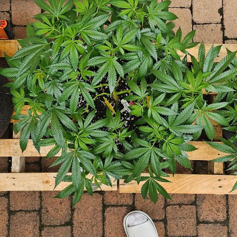 Amnesia Haze growlog timeline photo