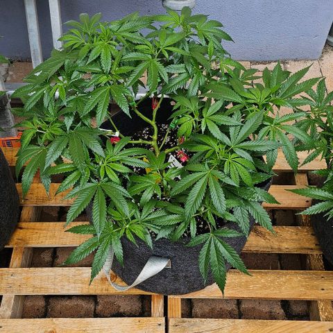 Amnesia Haze growlog timeline photo