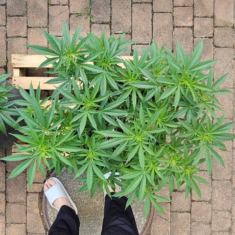 Super Orange Glue growlog timeline photo