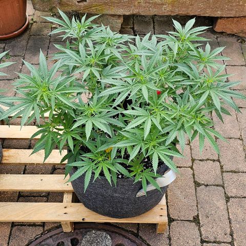 Super Orange Glue growlog timeline photo