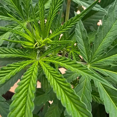 Super Orange Glue growlog timeline photo