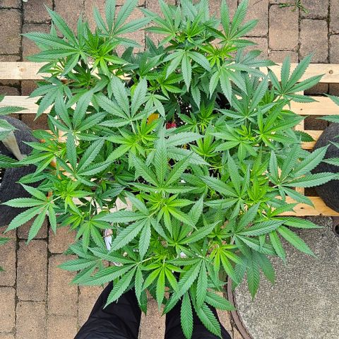 Amnesia Haze growlog timeline photo