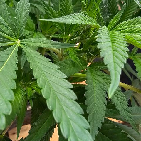 Amnesia Haze growlog timeline photo