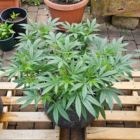 Amnesia Haze growlog timeline photo