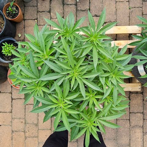 Runtz Gum growlog timeline photo