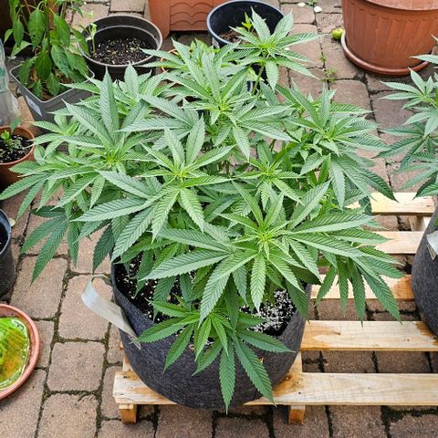 Runtz Gum growlog timeline photo