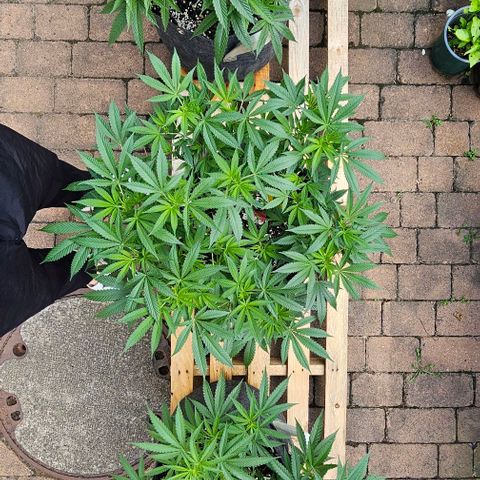 Amnesia Haze growlog timeline photo