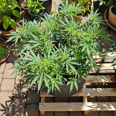 Super Orange Glue growlog timeline photo
