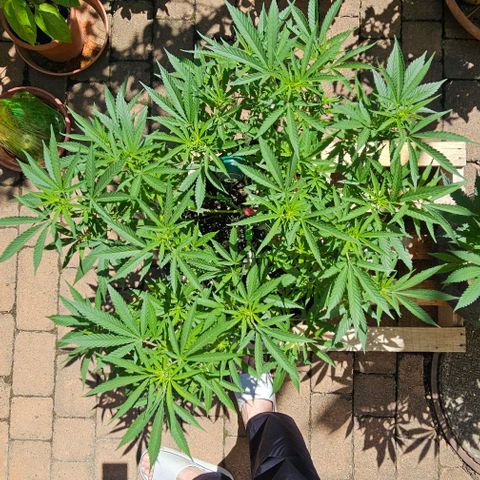Super Orange Glue growlog timeline photo