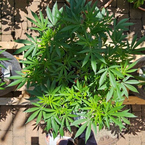 Amnesia Haze growlog timeline photo