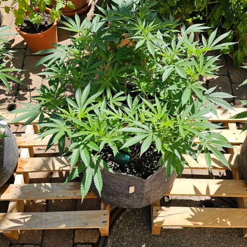 Amnesia Haze growlog timeline photo