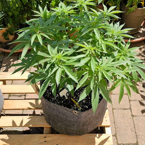 Runtz Gum growlog timeline photo